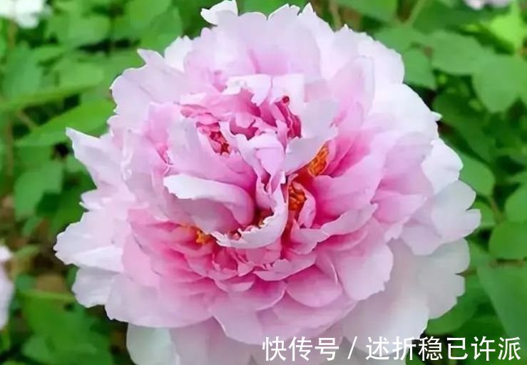 赵粉|4种花一定要养,不用操啥心,花色繁多易爆盆,娇艳欲滴