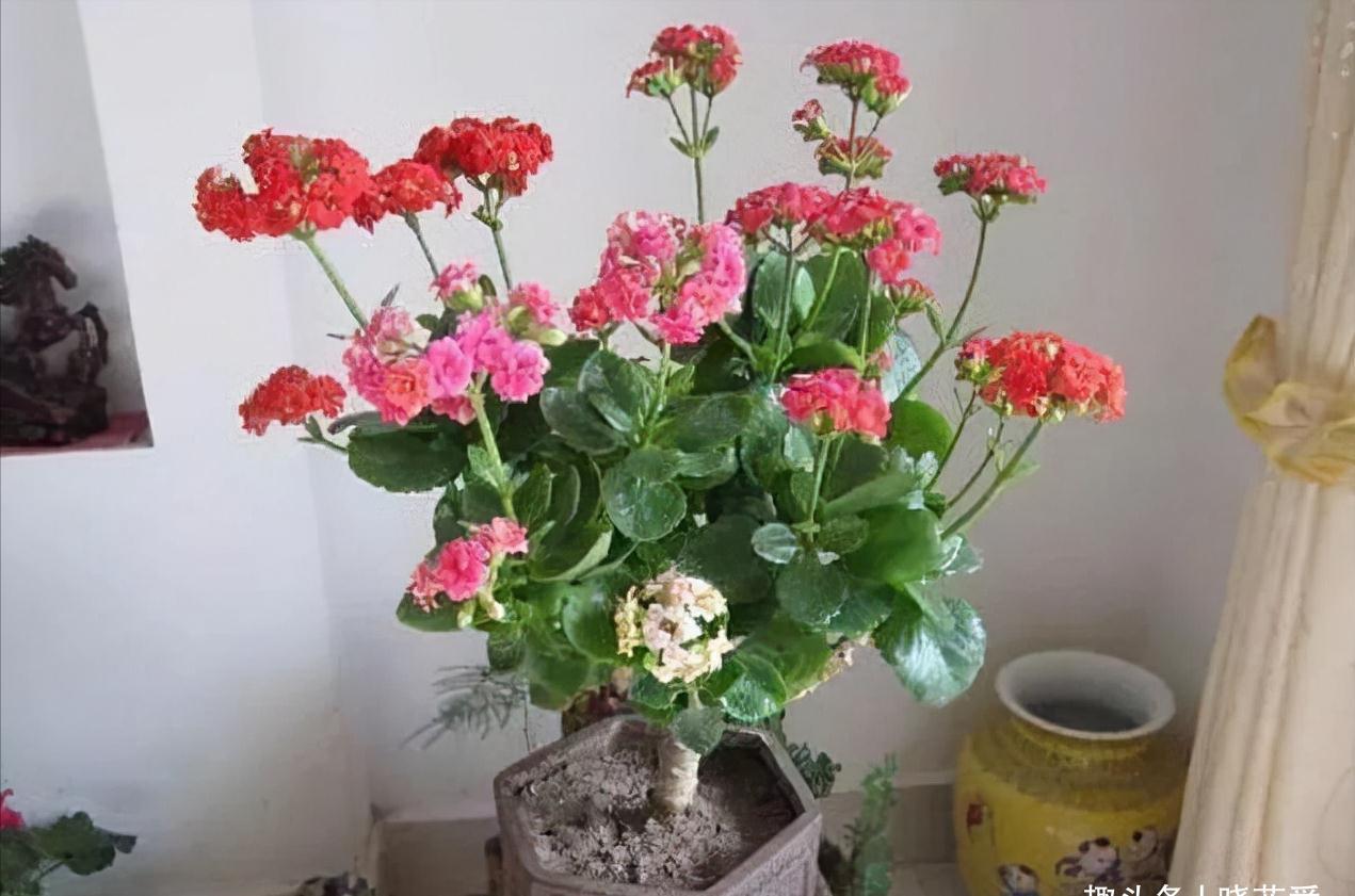 养不活花的人,建议养这“5种花”,好养好看又实用