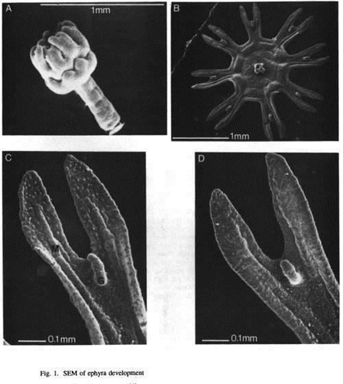 太空 美国将2487只水母送入太空,繁殖到6万只后,科学家发现不太对劲