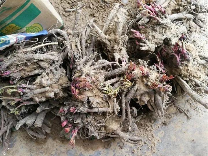 秋天给花铲一锹，一盆变五盆，根本不用扦插！