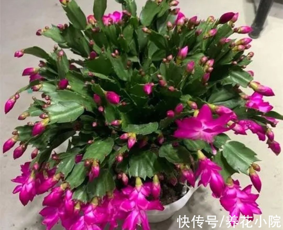 蟹爪兰|六种漂亮花，开花在冬天，家里养一盆，美观又大方