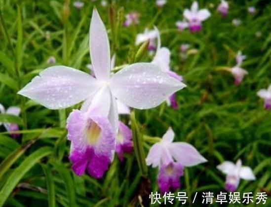 庭院|6月30日-7月8日，庭院选这几款花，花色艳丽，养盆放阳台美极了