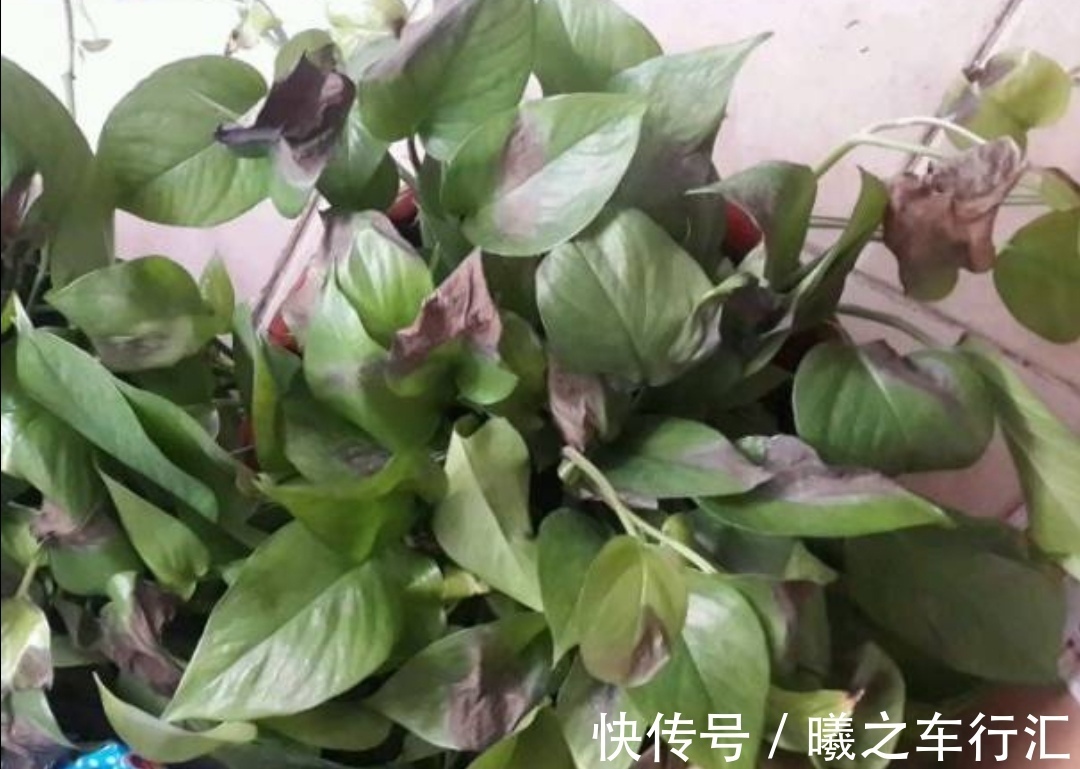 天气越来越热,6种花很怕晒太阳,赶紧给它们遮阴