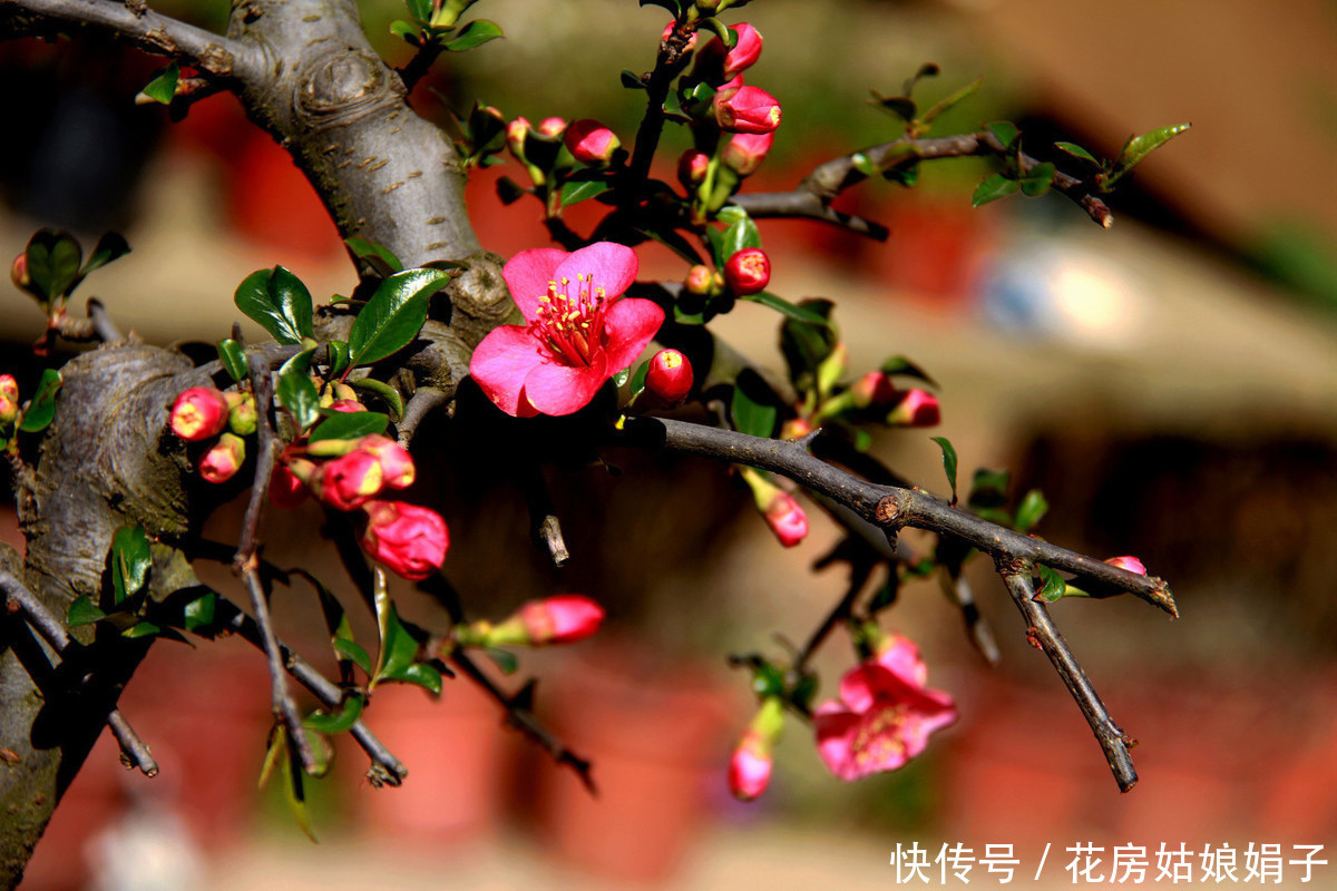 火红的贴梗海棠,种植养护好简单,不用费心管理,开花还多