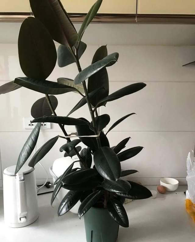 油亮|橡皮树叶片暗淡,2件事反复做,大叶子油亮反光,枝繁叶茂!
