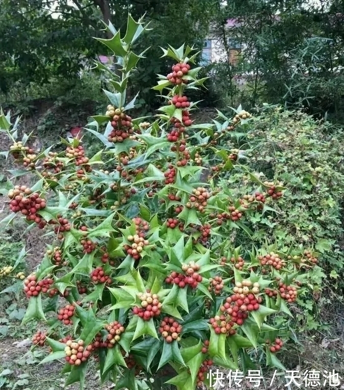 全身|农村的一种野生植物，人称“猫耳刺”，全身都是宝，却很少人知道