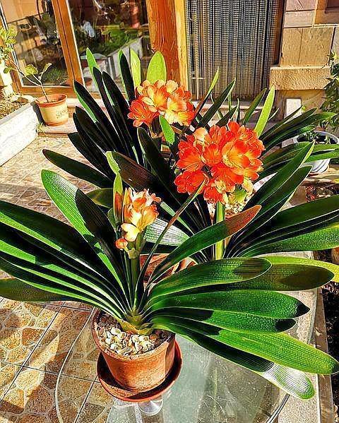 花芽|养君子兰,此“催花肥”不能少,选对时间,10天用一次,开花特多