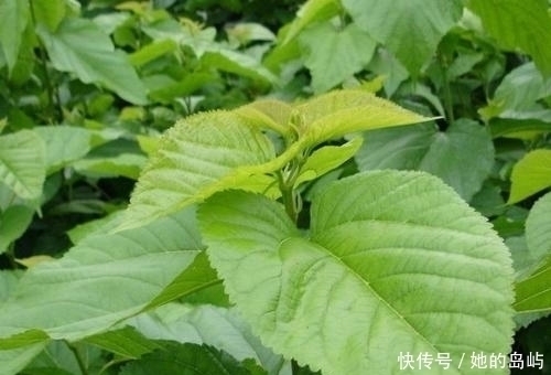 白发|一头白发不用担心，农村常见的叶子洗头，坚持一月，白发慢慢变黑