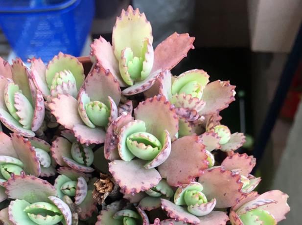  盆栽|初次尝试养花选什么植物好？盆栽此4款，搁室内漂亮又好养