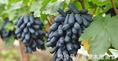 家有院子别空着,不妨种几棵果树,耐寒耐旱,而且果肉鲜甜可口!