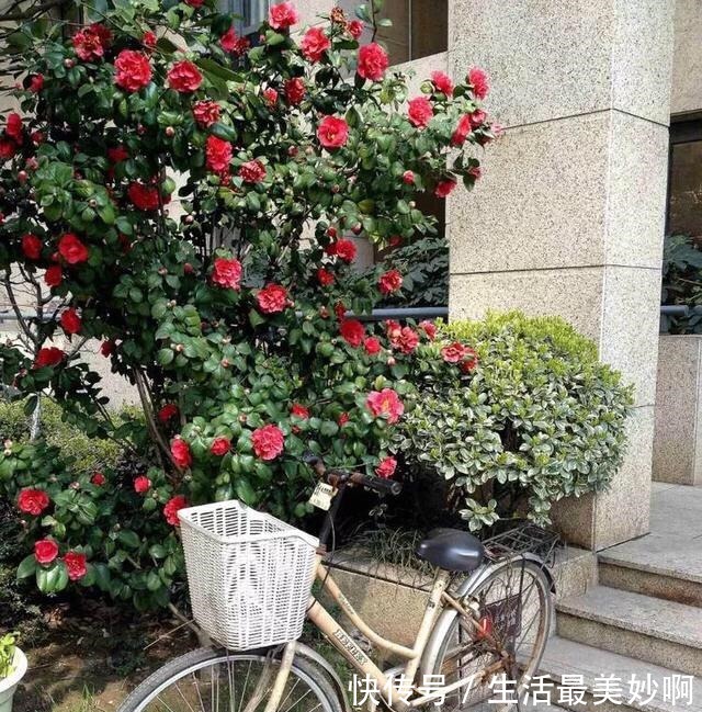 大门前种1棵茶花树，耐寒耐热好养，花色艳丽，开花喜庆富贵！