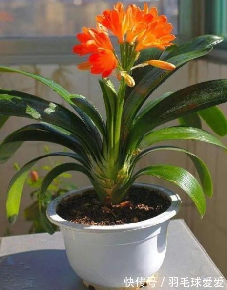植株|想要君子兰长得好?2种花肥喂下去,根系健壮长势好,轻松爆花