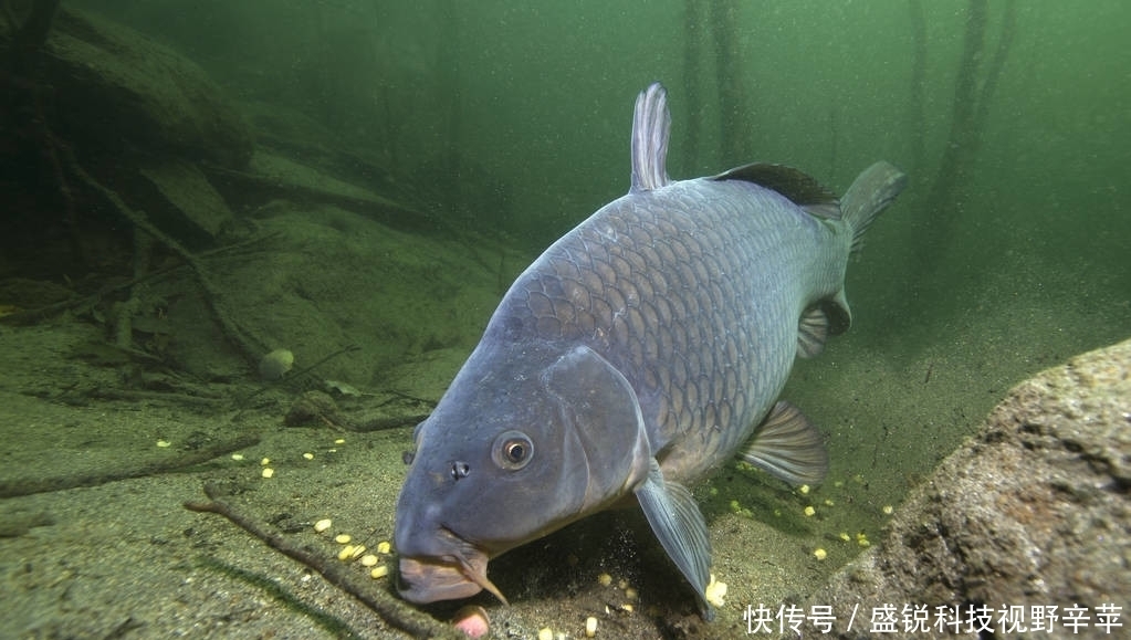 钓鱼不打窝,钓得也不多!5种打窝方法,让每一粒粮食都能诱鱼!