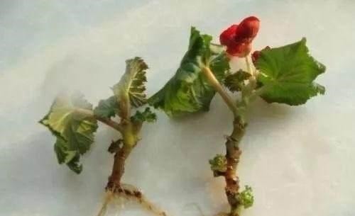 3种漂亮花,再“喜欢”也别贸然买,太难养,一般人根本养不活