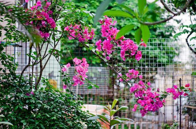 立冬之前,快点给此3种花一刀剪,要不来年叶子全掉光