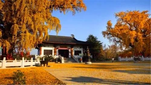 南京一座免费开放的寺庙，面积150亩，3棵古银杏成耀眼的标签
