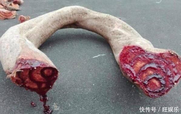 这东西,俗称“鸡血藤”,枝条红如鸡血,目前极其珍贵,遇见是福