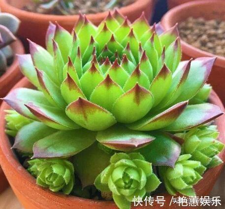 养观音莲，4个小技巧，侧芽不断冒，长出一大圈，一棵变多棵！