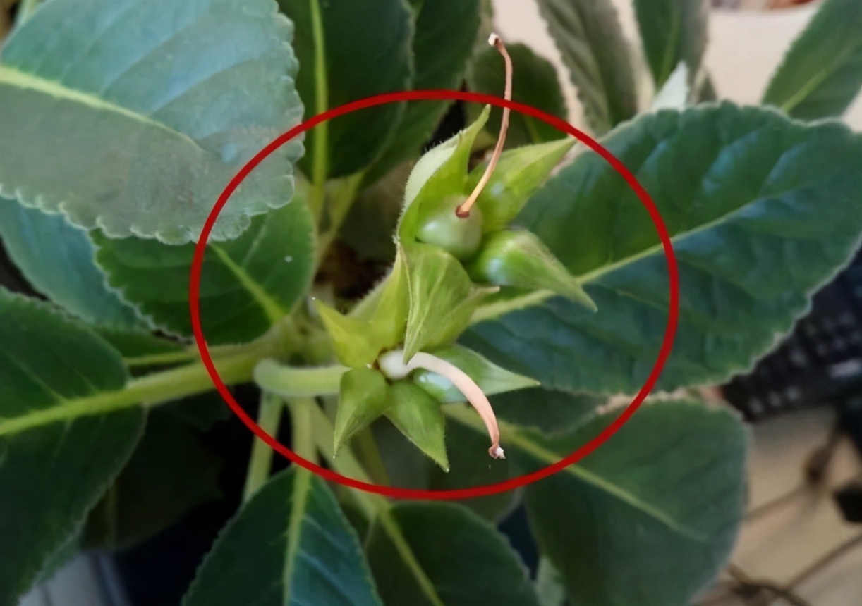 大岩桐常用的3种繁殖方法,简单易懂,一学就会