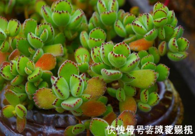盘点5种最不好养的多肉，各种问题多，花友慎入
