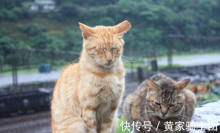 觉清#令人会心一笑的2首古诗词,水平不俗,千年后读来妙趣横生