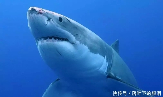 珠峰|印海滩有一块奇特的大白鲨巨石,露出尖牙利齿,成为网红打卡胜地