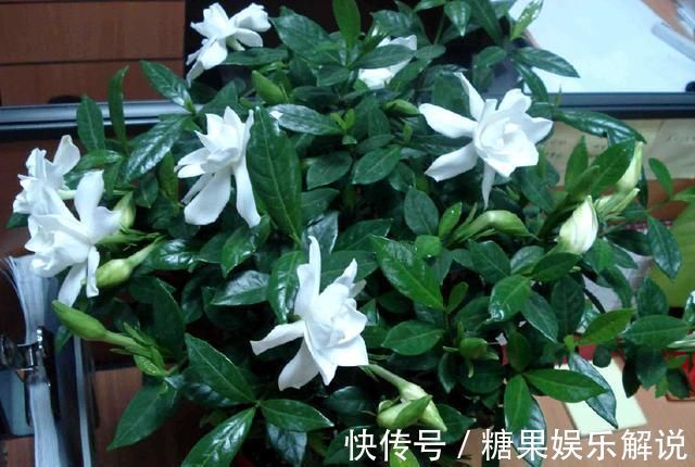 夏季|此种开花水喷一喷,一次开花20朵,枝条都压弯啦!