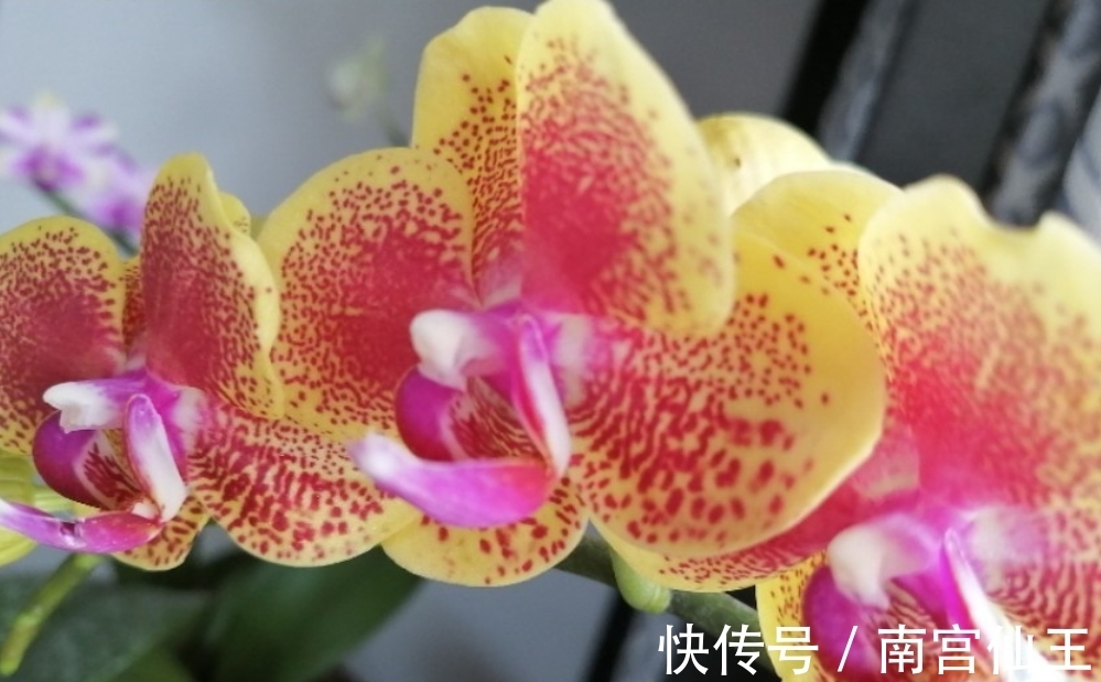 家庭养护花草必备三种肥,氮肥磷肥硫酸亚铁