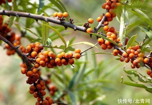 沙棘油|甘油三酯高的人群,少吃两物,坚持两事