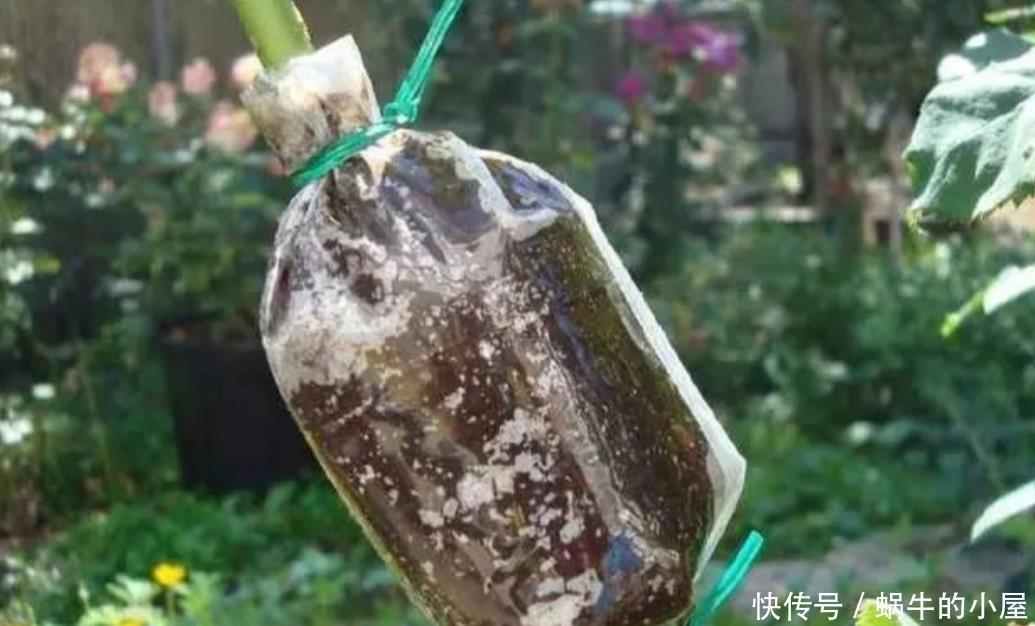 花木扦插不生根,学会另2种繁殖方法,生根快、成活率更高