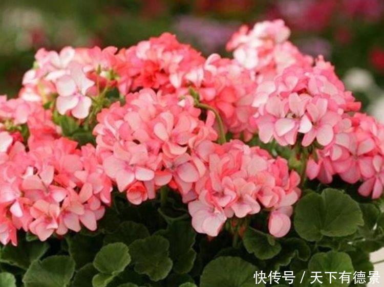 花芽|4种花是“爆盆能手”,好养易活,沾土就活,开花又大又艳