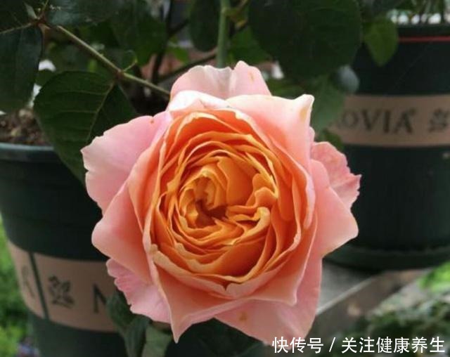 谁说月光族就不配养花这20种月季花月薪3000也能养!