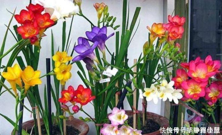 4种花对待懒人超友好的，一个月不浇水都没事，颜值超高的