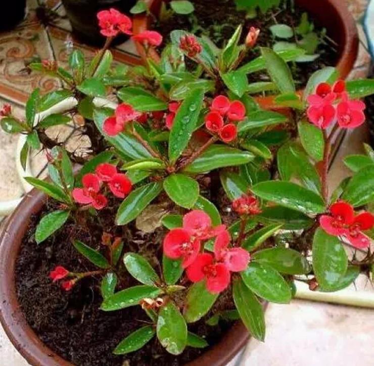 虎刺梅|盆栽虎刺梅,日常这么养,才能爆出一大片小花!