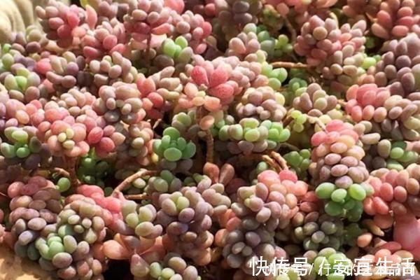 多肉十大美人，太阳一晒脸就红，胖成球的最好看！