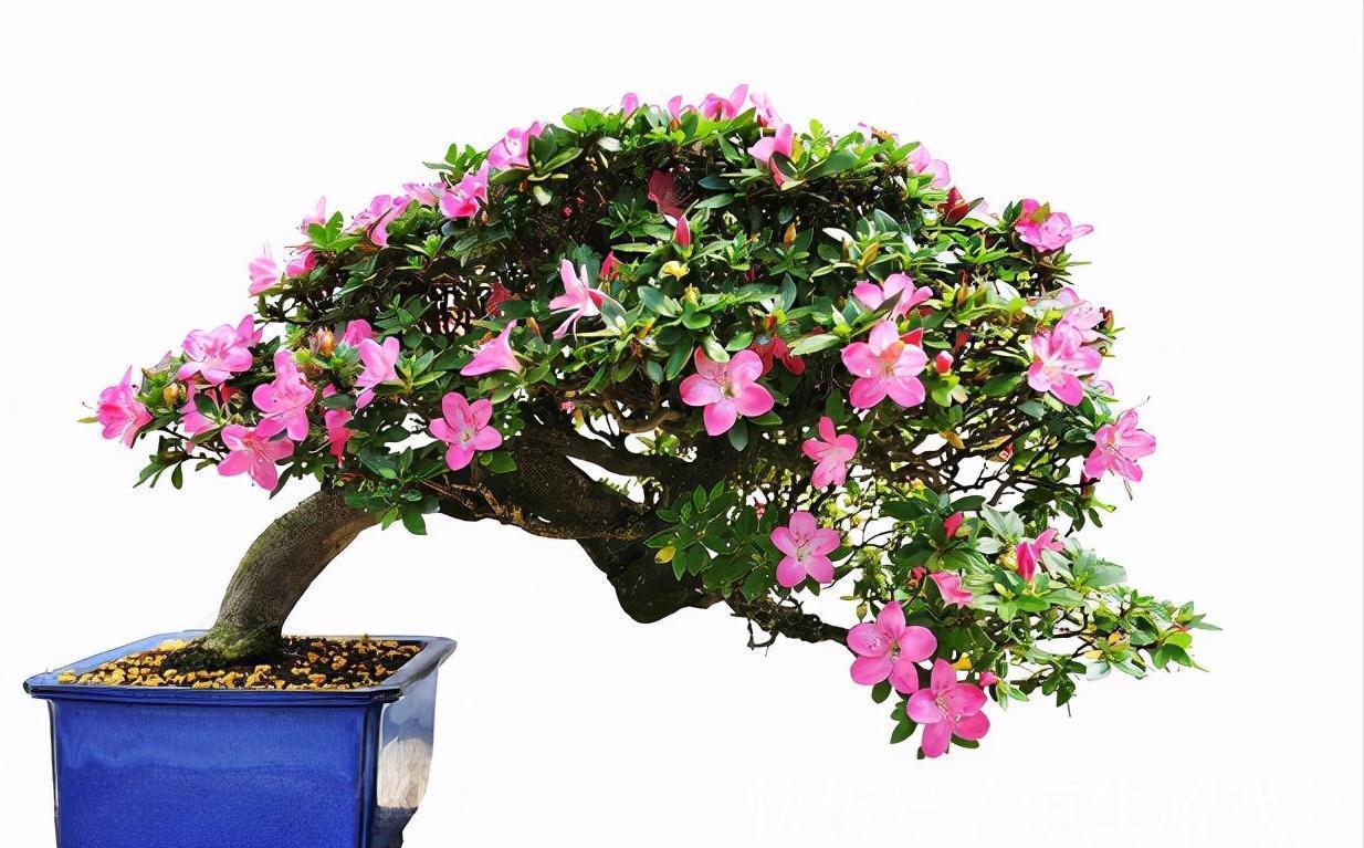 公认难养的10种“漂亮花”,没有几年养花经验,建议别买回家