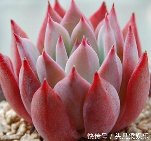 多肉|4种迷人多肉,光看一眼就沦陷了,谁见了都夸美,值得拥有!