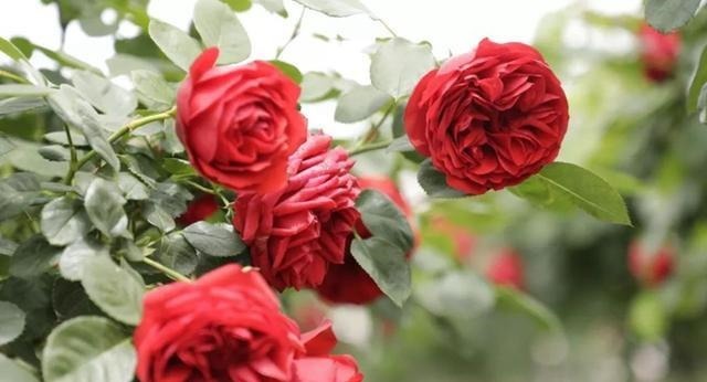 红苹果一样诱人的月季花，喜欢月季可以养一株，又美又香！