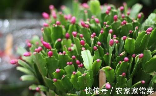 进入花蕾期的蟹爪兰,应该如何养护