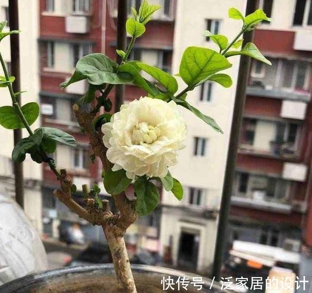 茉莉有“三怕”,入春顺着习性养,催出一圈苞,清香宜人大半年