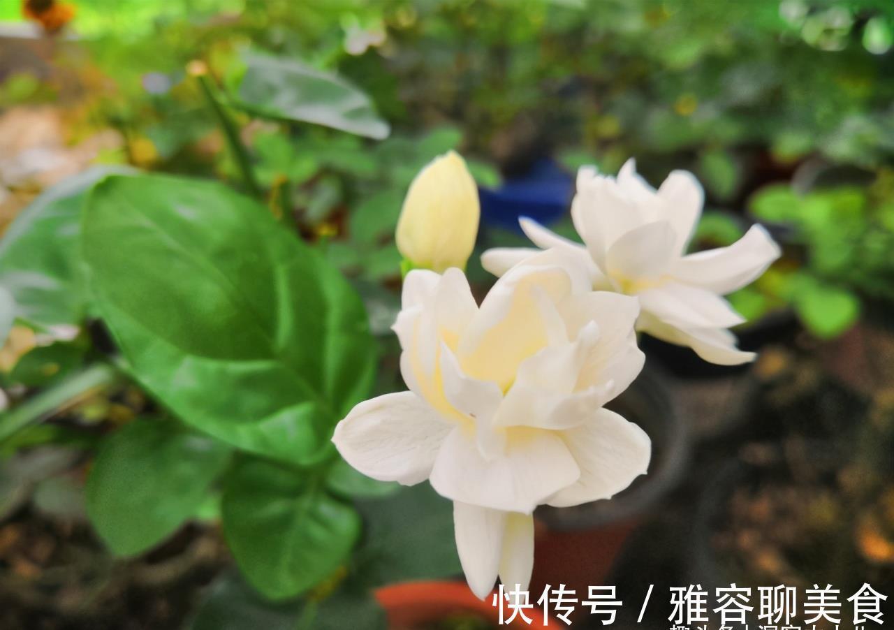 入冬茉莉需“虐养”，拦腰一砍再“一闷”，憋出新苞，芬芳小半年
