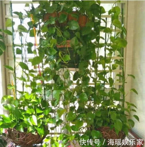 关键|想要绿萝、吊兰长得绿油油,爆成绿瀑布,做好关键这点就够了!