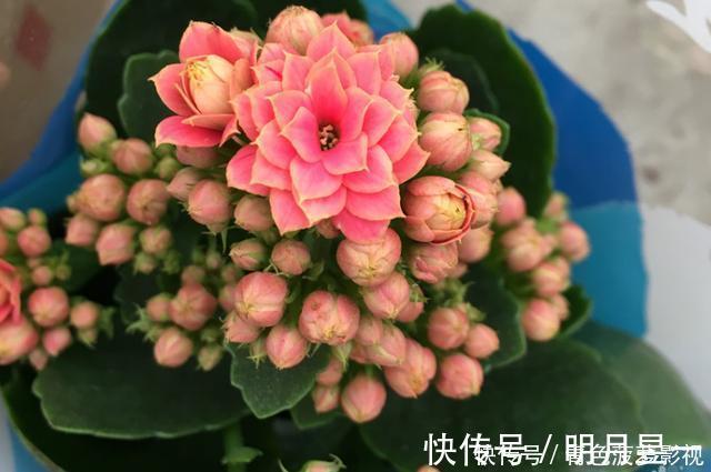 11、12月，长寿花蟹爪兰容易饿，7天喂1次，花苞挤着长