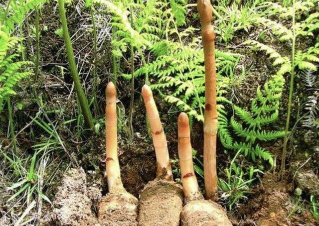 在山坡下，倘若遇见1种“野生天麻”，请别乱挖，1斤卖650元！