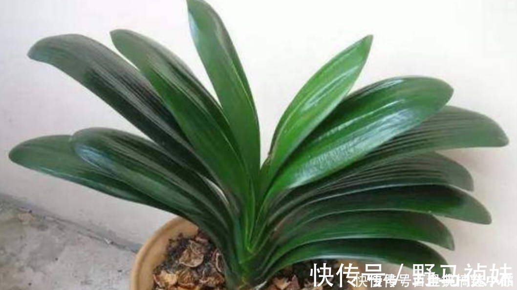 养君子兰，夏天不能做3件事，不然易烂根黄叶