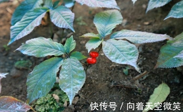 奇闻|奇闻：老人以为挖到“人参”，再请专家看到后，却大呼不能接受