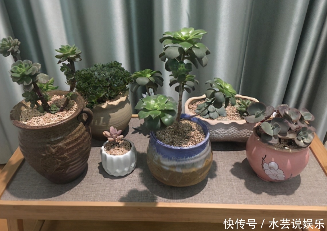 扦插讨喜的多肉,事前事后这么操作,成活率高很多