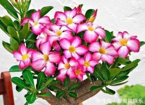 精品|喜欢玫瑰，不如养盆“精品玫瑰”坦尼克，花开花朵肥硕，四季开花