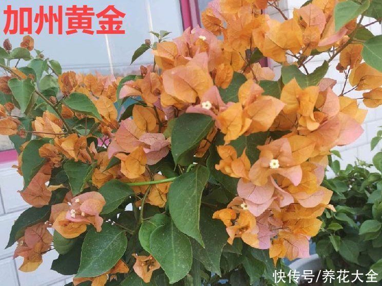 抗病、不招虫的天竺葵，屋里养一盆，开花一茬接一茬