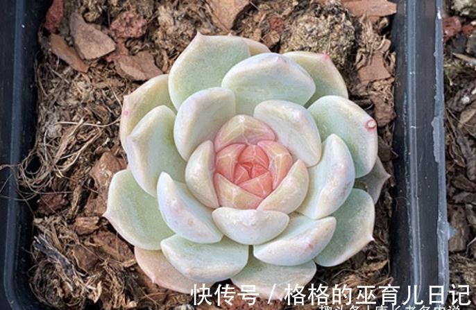 冰魄|多肉冰魄不是冰玉,虽然名字只有一字之差,但它有2个明显的特征